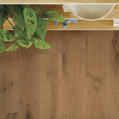 Legacy Oak